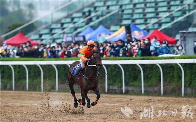 新澳今天开什么特马,新澳今日赛马结果揭秘，探寻赛马运动的魅力与激情